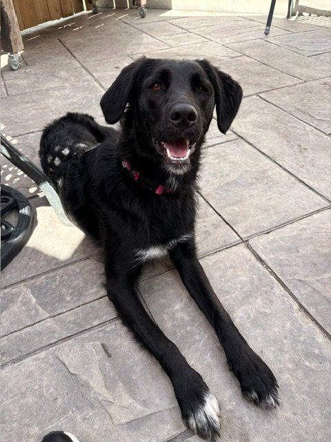 BELLA - Retriever available for adoption