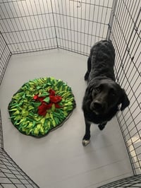 Bella - Photo 4