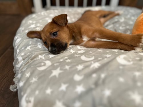 FOZZY BEAR - Terrier available for adoption