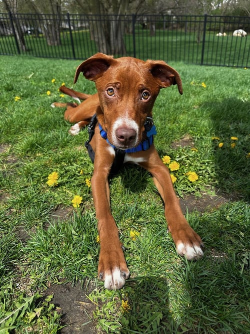 MAUNEY - Vizsla for adoption in Aurora