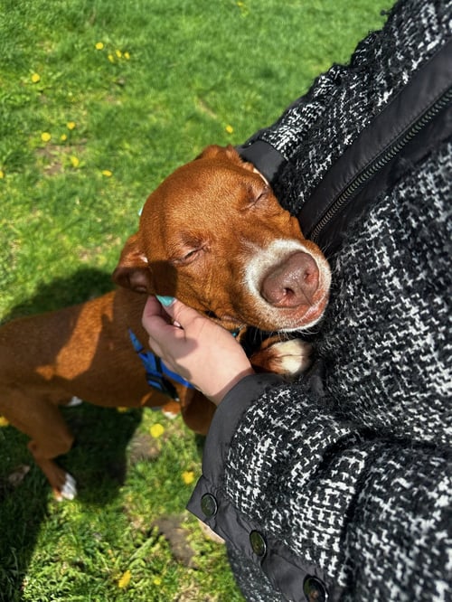 MAUNEY - Vizsla available for adoption