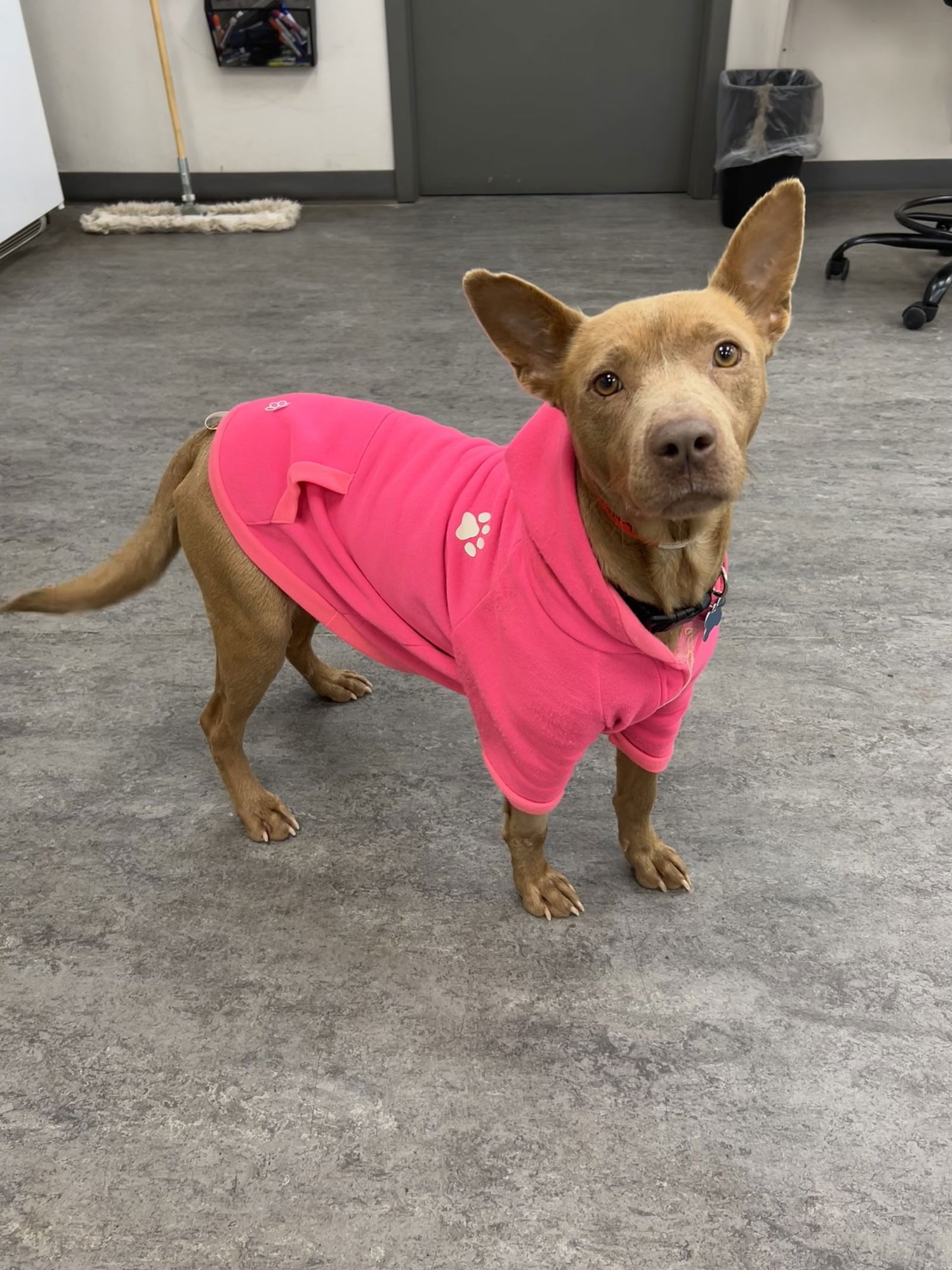 SAVANNAH - Terrier available for adoption