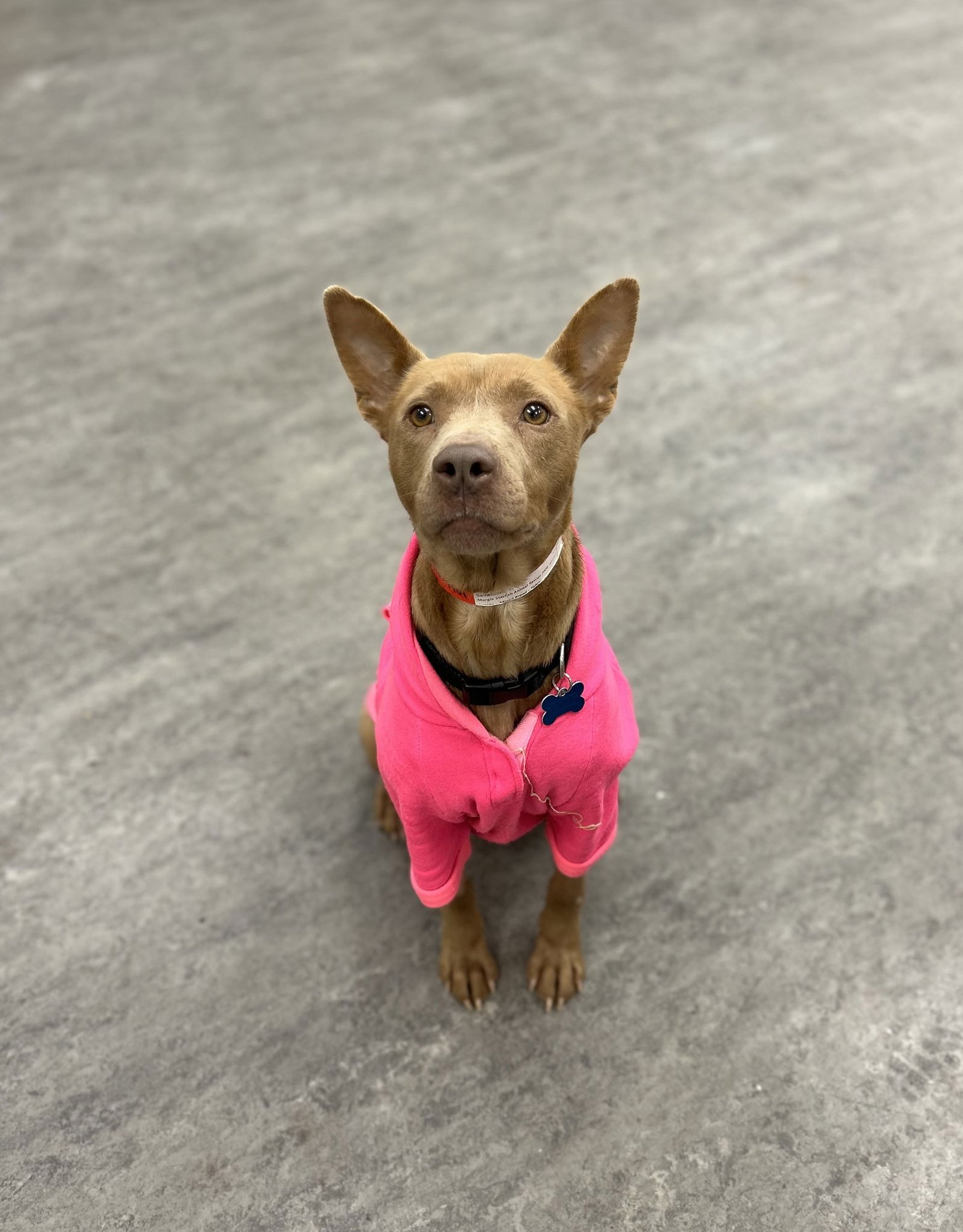 SAVANNAH - Terrier available for adoption