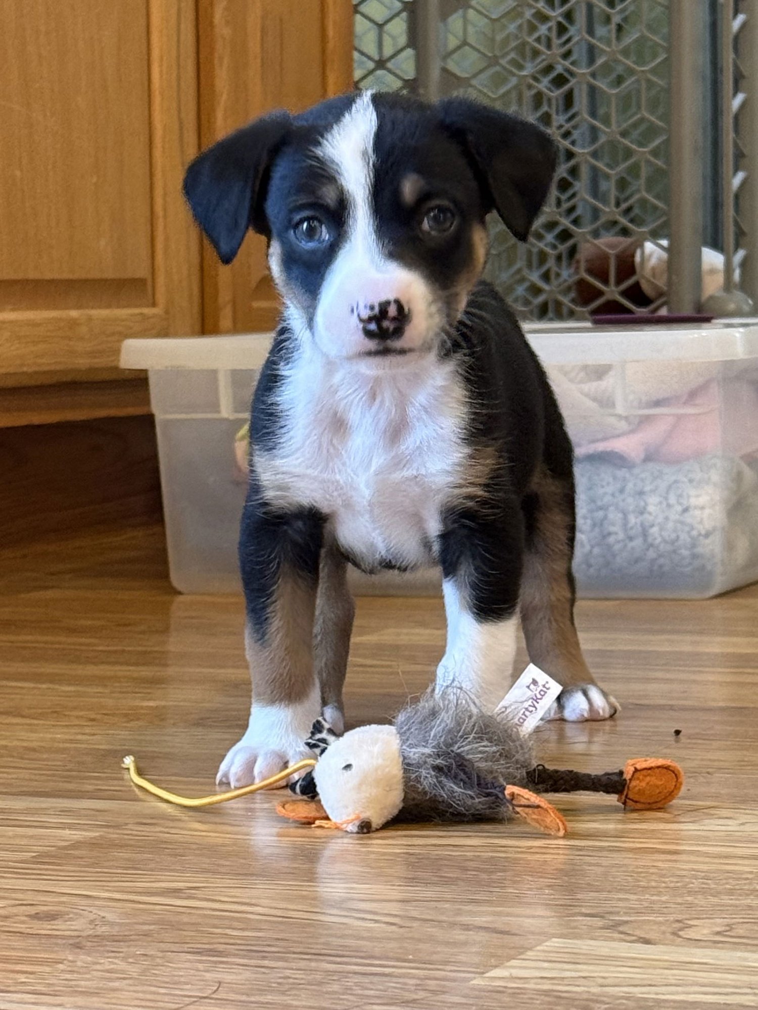 FRECKLES - Australian Shepherd available for adoption