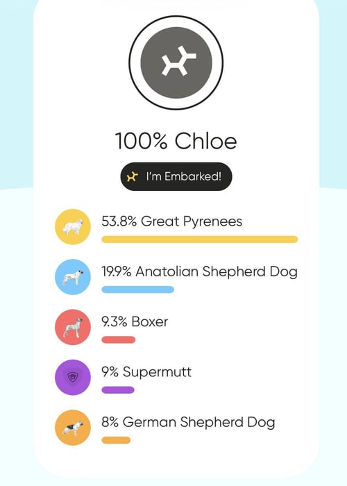 CHLOE - Great Pyrenees / Anatolian Shepherd available for adoption
