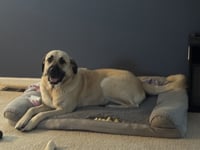 Chloe - Photo 3