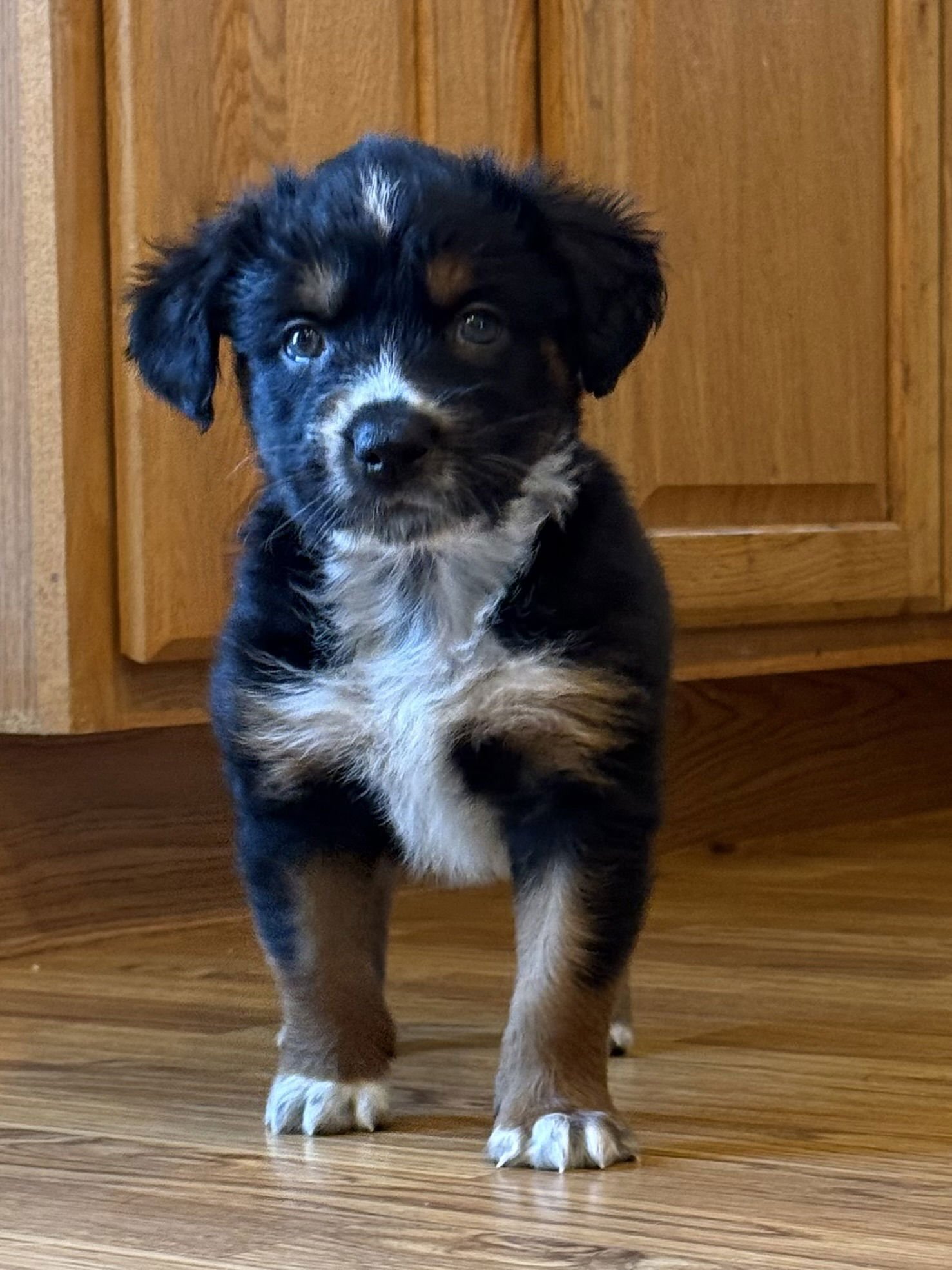 RASPBERRY - Australian Shepherd available for adoption