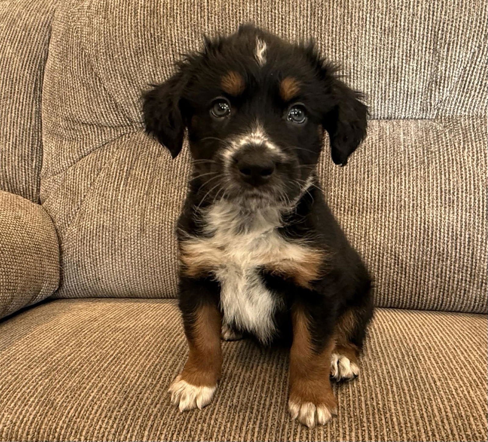RASPBERRY - Australian Shepherd available for adoption