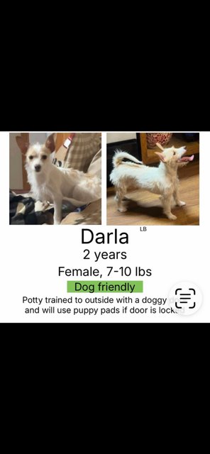 DARLA - Chihuahua available for adoption