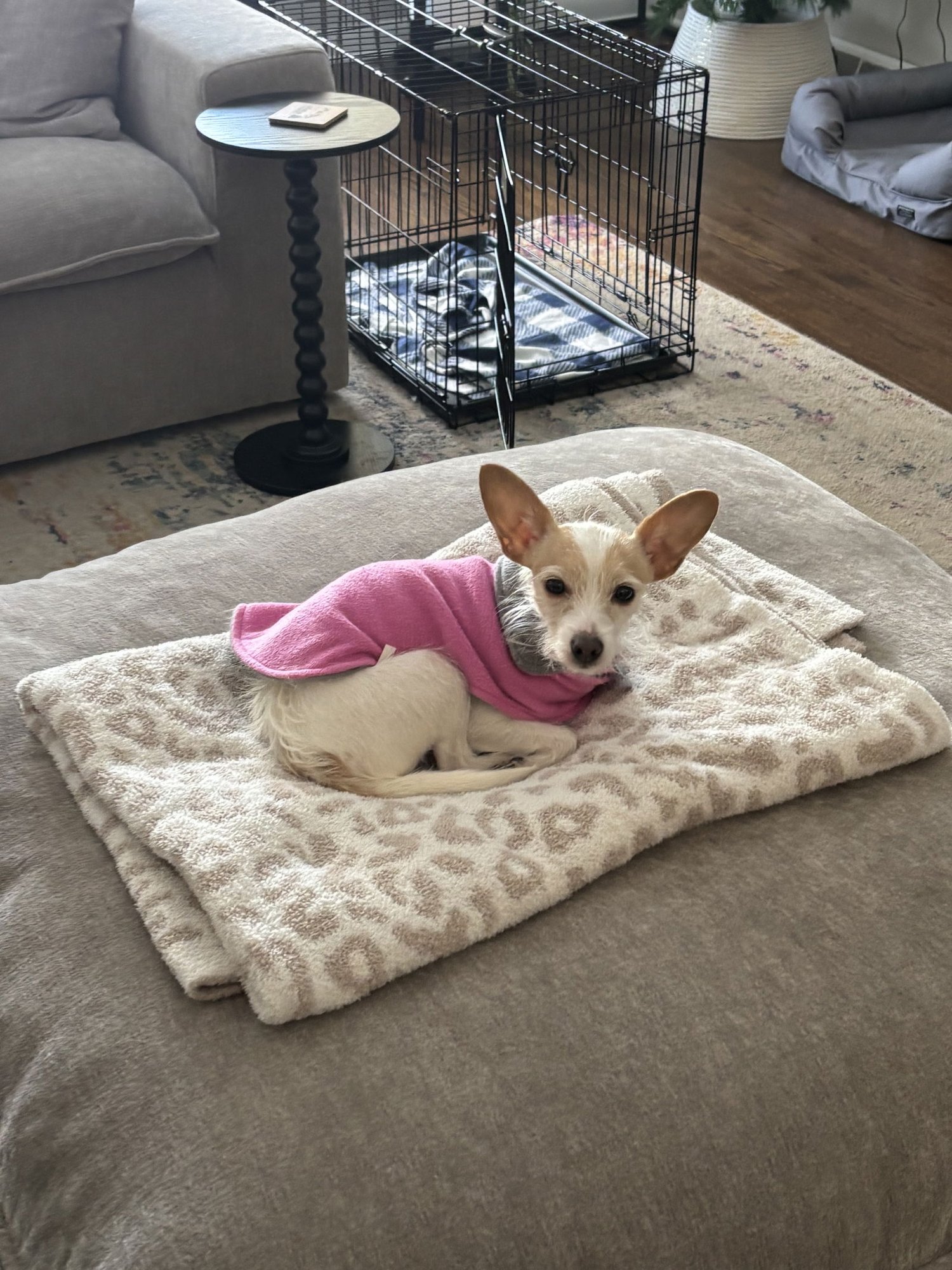 DARLA - Chihuahua available for adoption