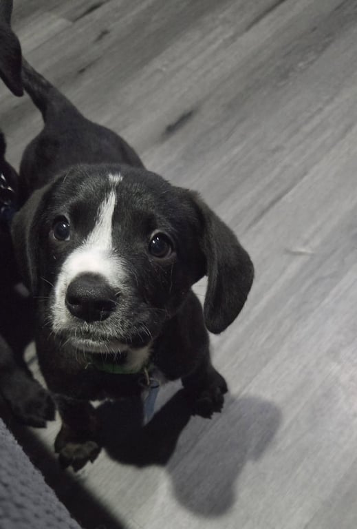Humphrey Image