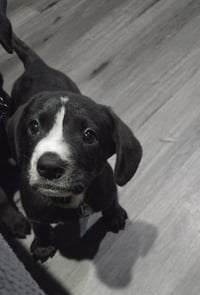 Humphrey - Photo 1