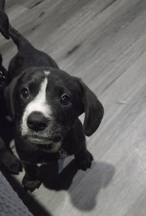 HUMPHREY - Terrier / Labrador Retriever available for adoption
