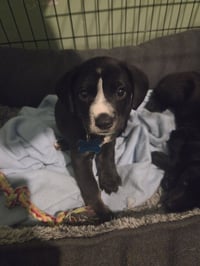 Humphrey - Photo 2