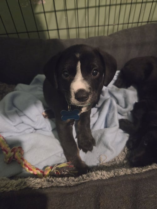 HUMPHREY - Terrier / Labrador Retriever available for adoption