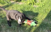 Humphrey - Photo 3