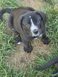 Humphrey - Photo 4