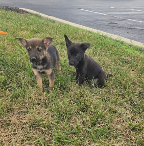 ATHENA - Corgi / Chihuahua available for adoption
