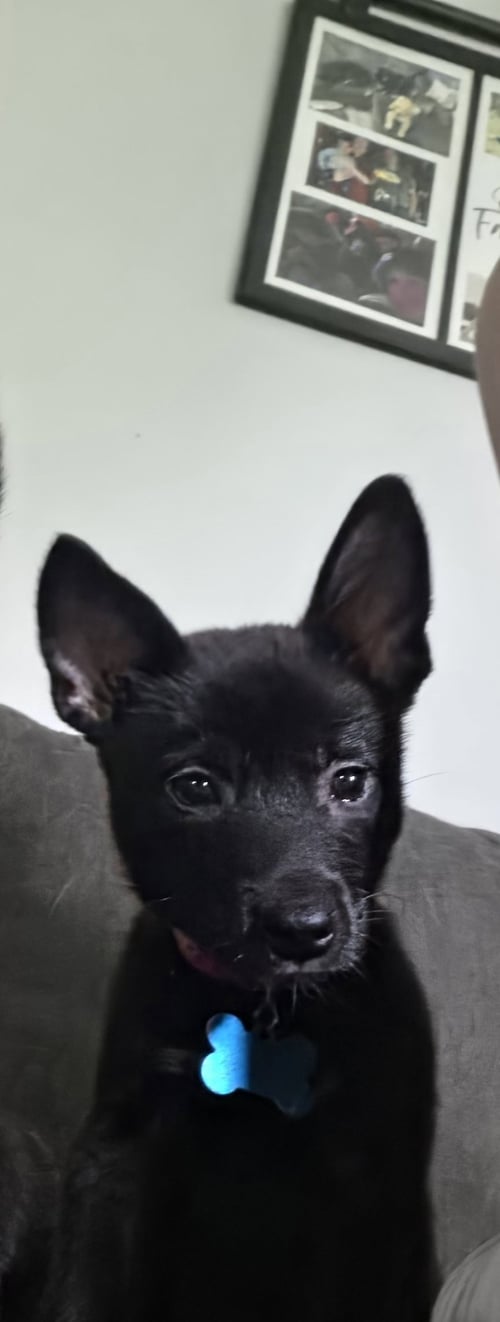 ATHENA - Corgi / Chihuahua available for adoption
