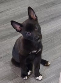 Athena - Photo 4