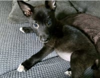 Athena - Photo 3