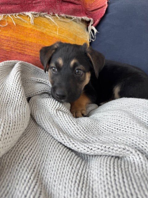 PIBBLES - Labrador Retriever available for adoption