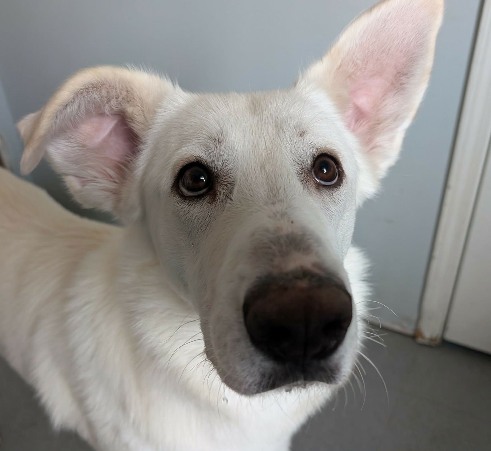 WINTER - Husky / Labrador Retriever for adoption in Joliet