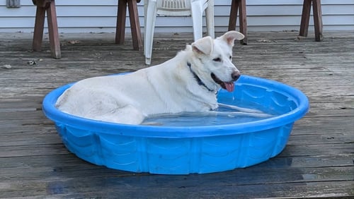 WINNIE - Husky / Labrador Retriever available for adoption