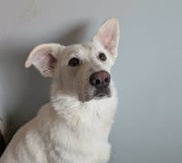 Winnie - Photo 4