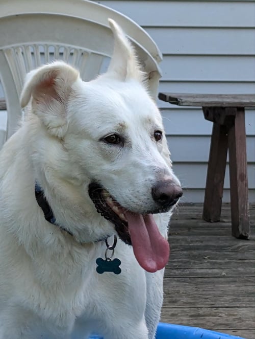 WINNIE - Husky / Labrador Retriever available for adoption