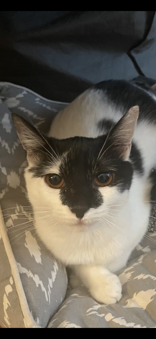 AMANDA - Domestic Short Hair available for adoption