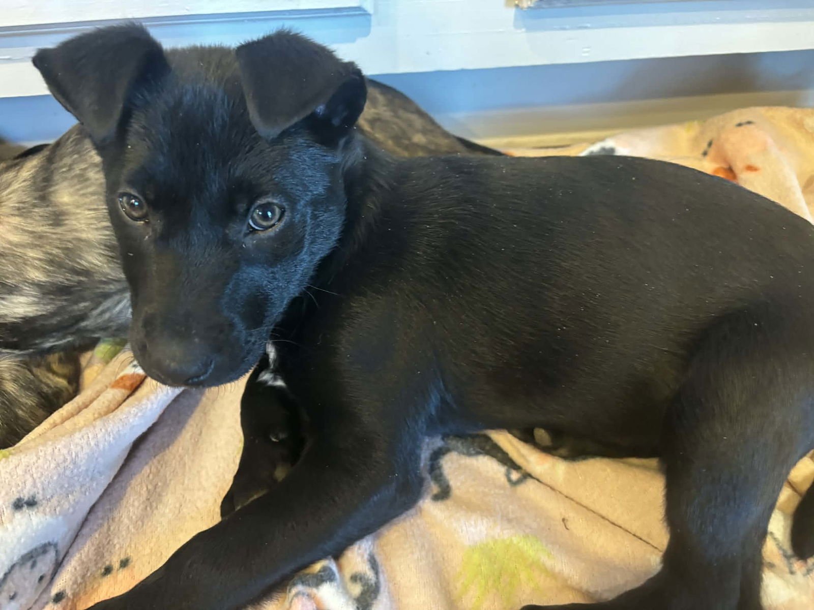 BLAIR - Labrador Retriever available for adoption