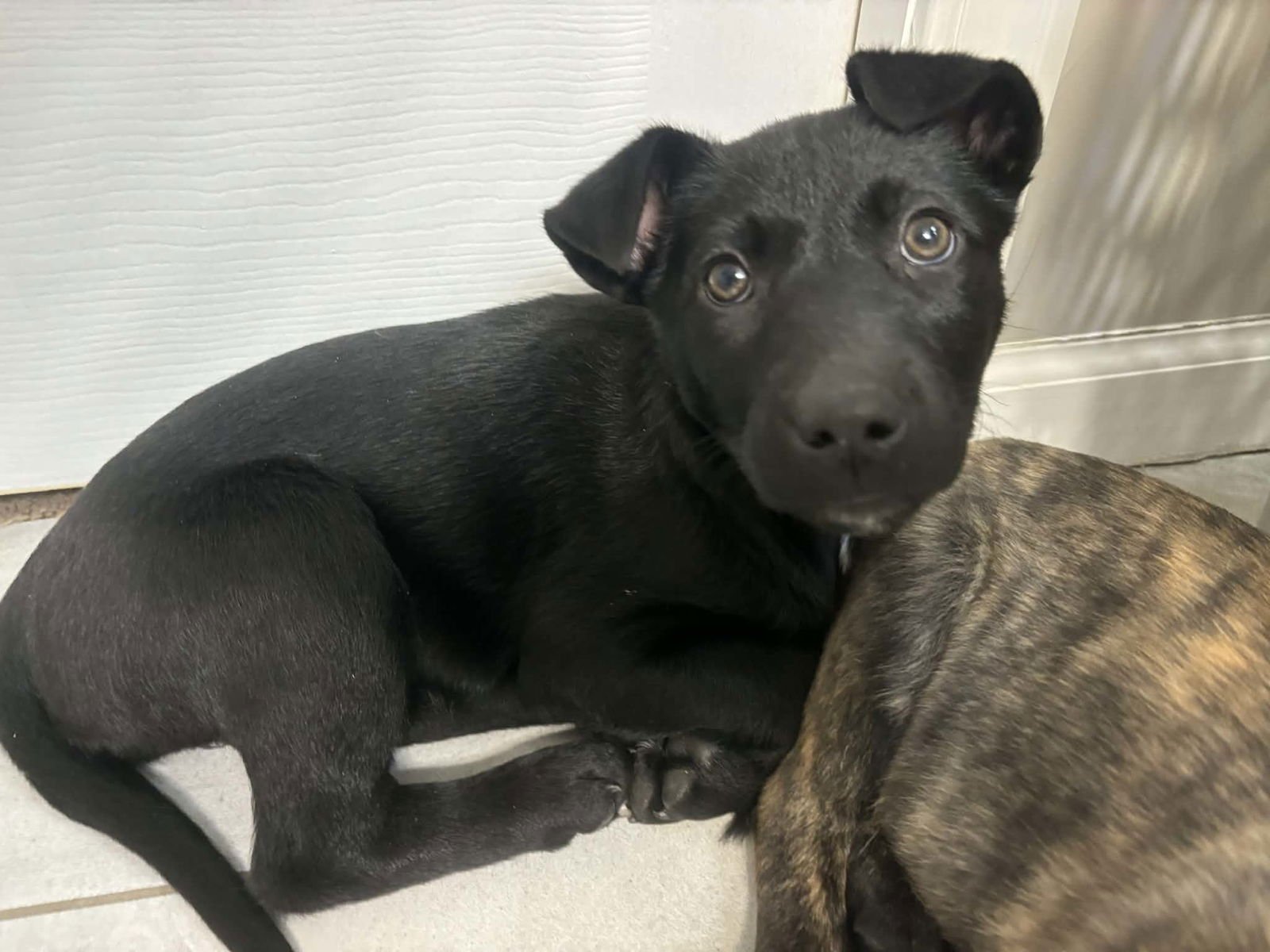 BLAIR - Labrador Retriever available for adoption