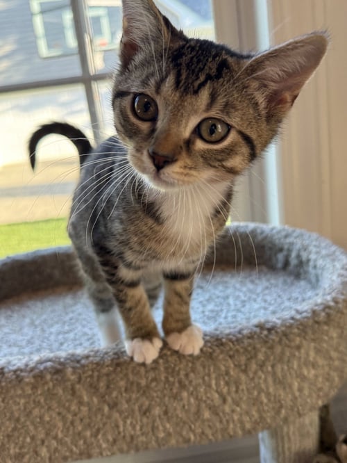 CAYENNE - Domestic Short Hair for adoption in Aurora