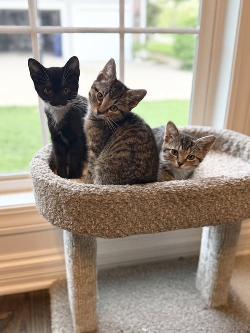 CAYENNE - Domestic Short Hair available for adoption
