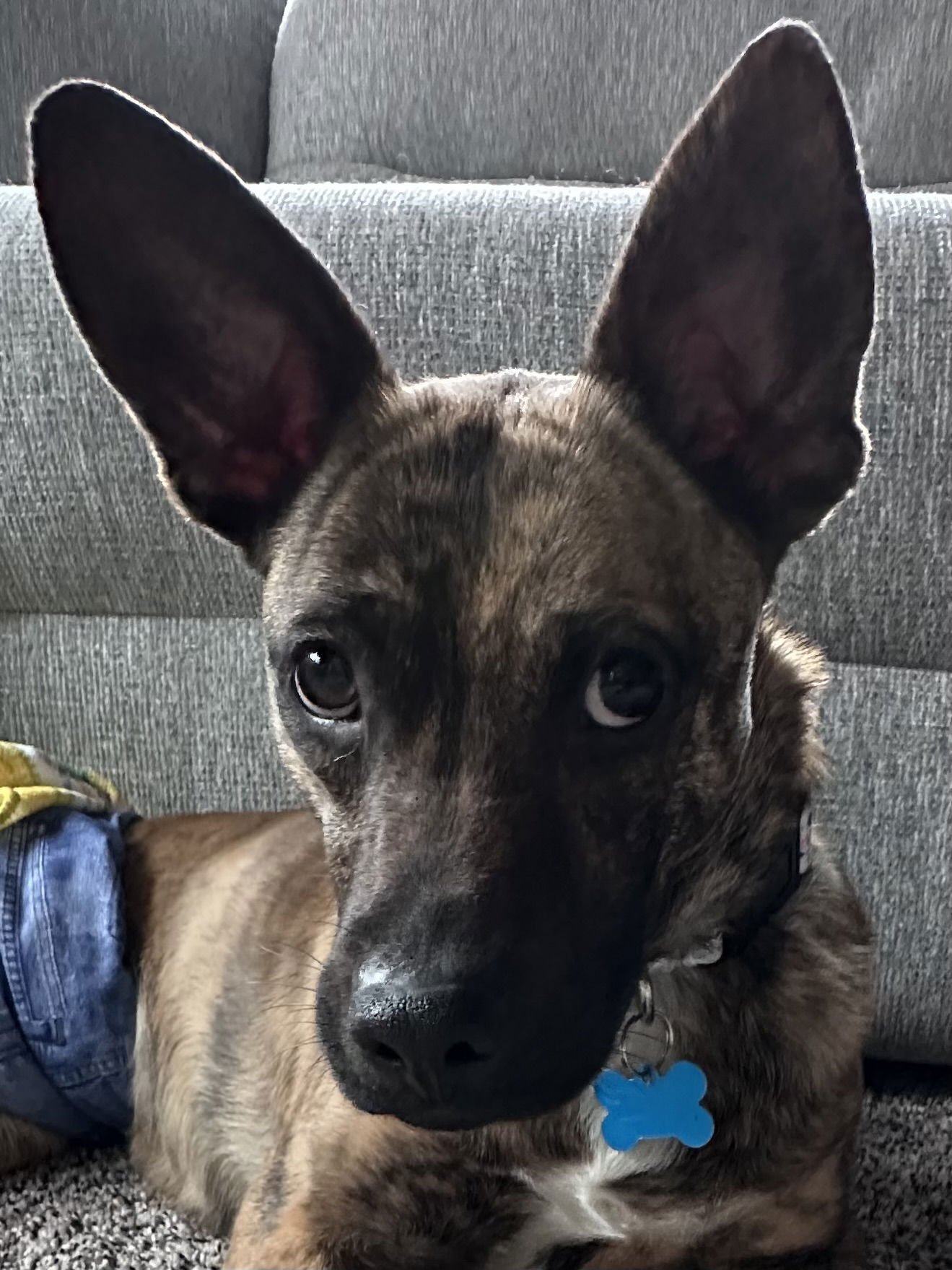 BAXTER - Terrier for adoption in Naperville
