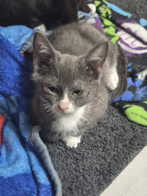 GRAY - Domestic Short Hair for adoption in Aurora