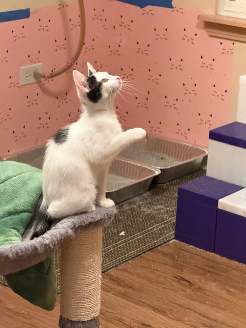GABRIELLA - Domestic Short Hair available for adoption