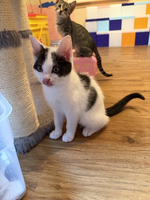 GABRIELLA - Domestic Short Hair available for adoption