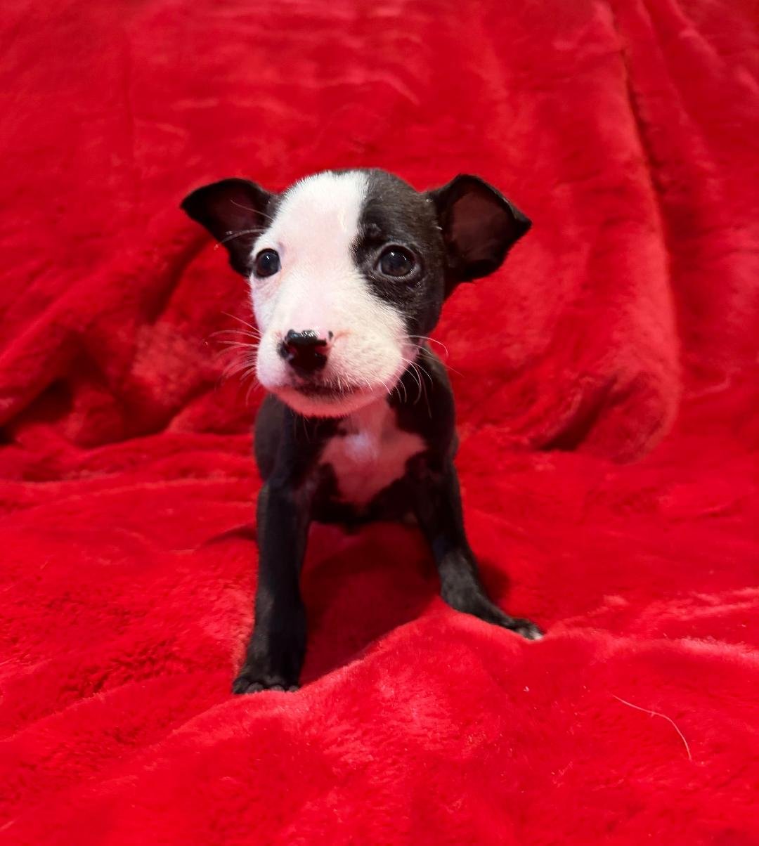 MURRAY - Terrier available for adoption