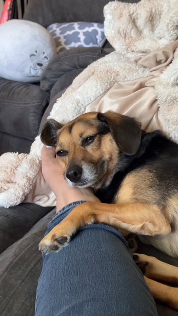 ETHEL - Beagle available for adoption