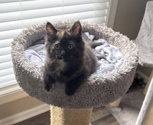 CALYSTA - Domestic Short Hair available for adoption