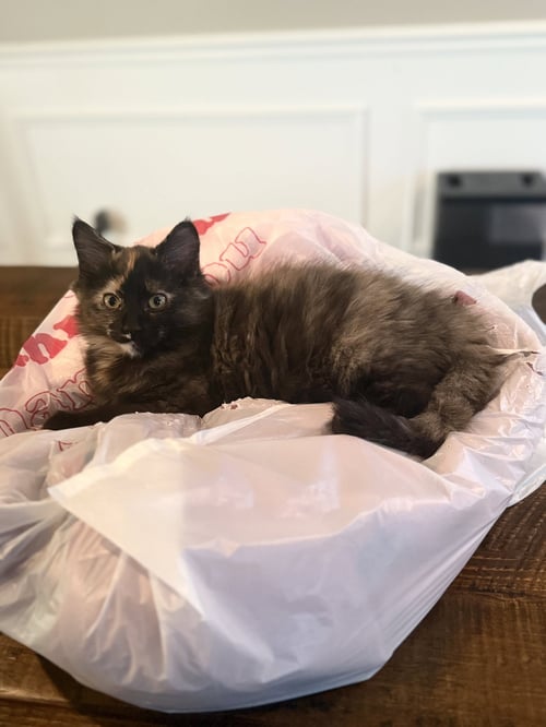 CALYSTA - Domestic Short Hair available for adoption
