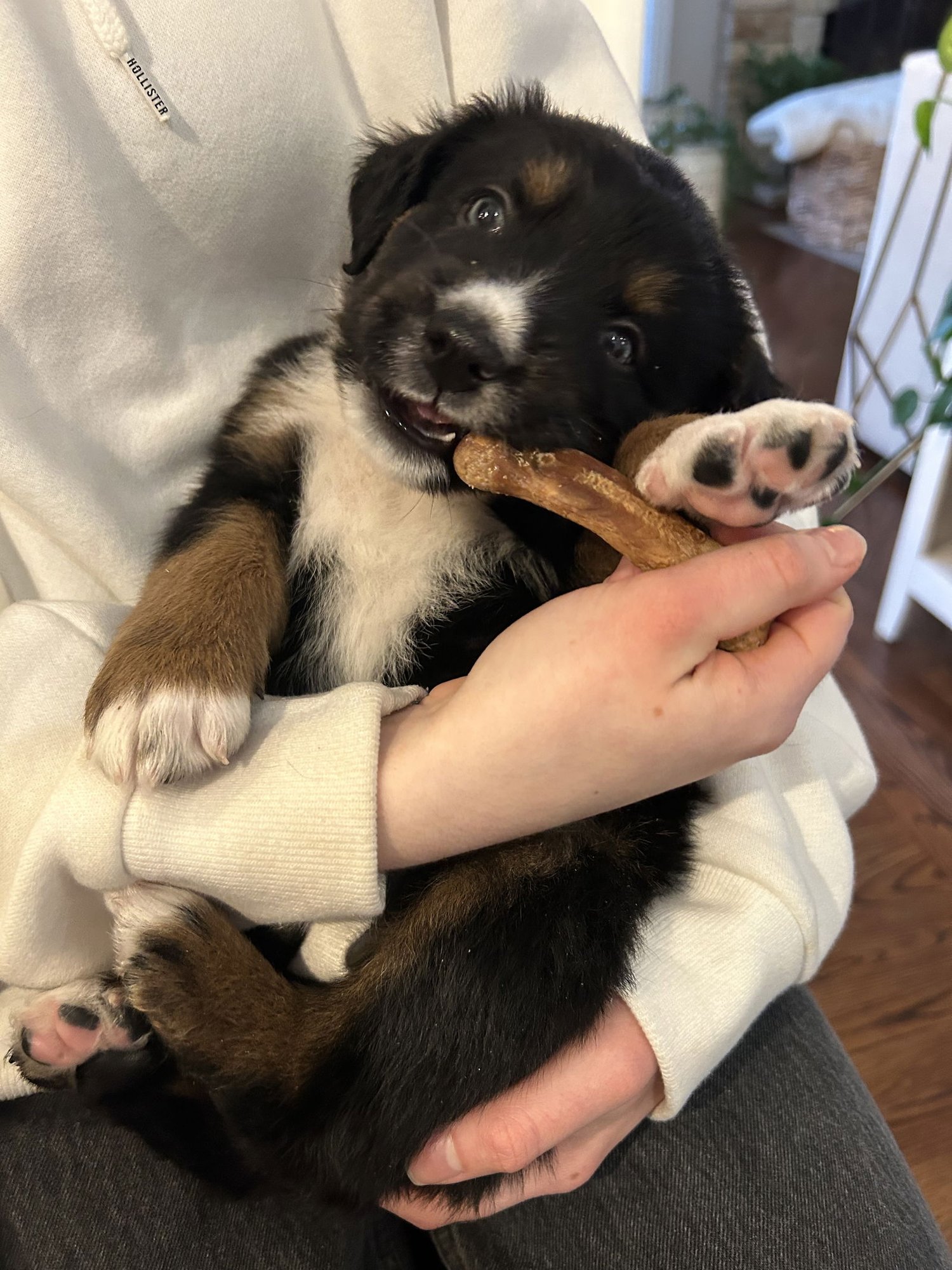 HUDSON - Australian Shepherd available for adoption