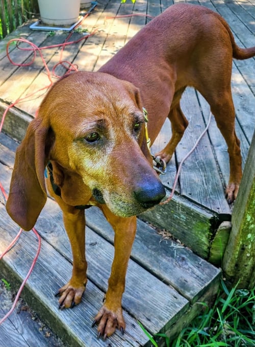 OLE RED - Redbone Coonhound available for adoption