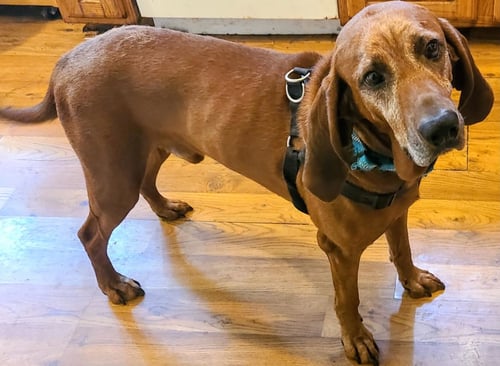 OLE RED - Redbone Coonhound available for adoption
