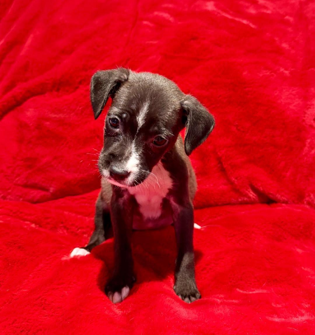 MALIBU - Terrier / Labrador Retriever available for adoption