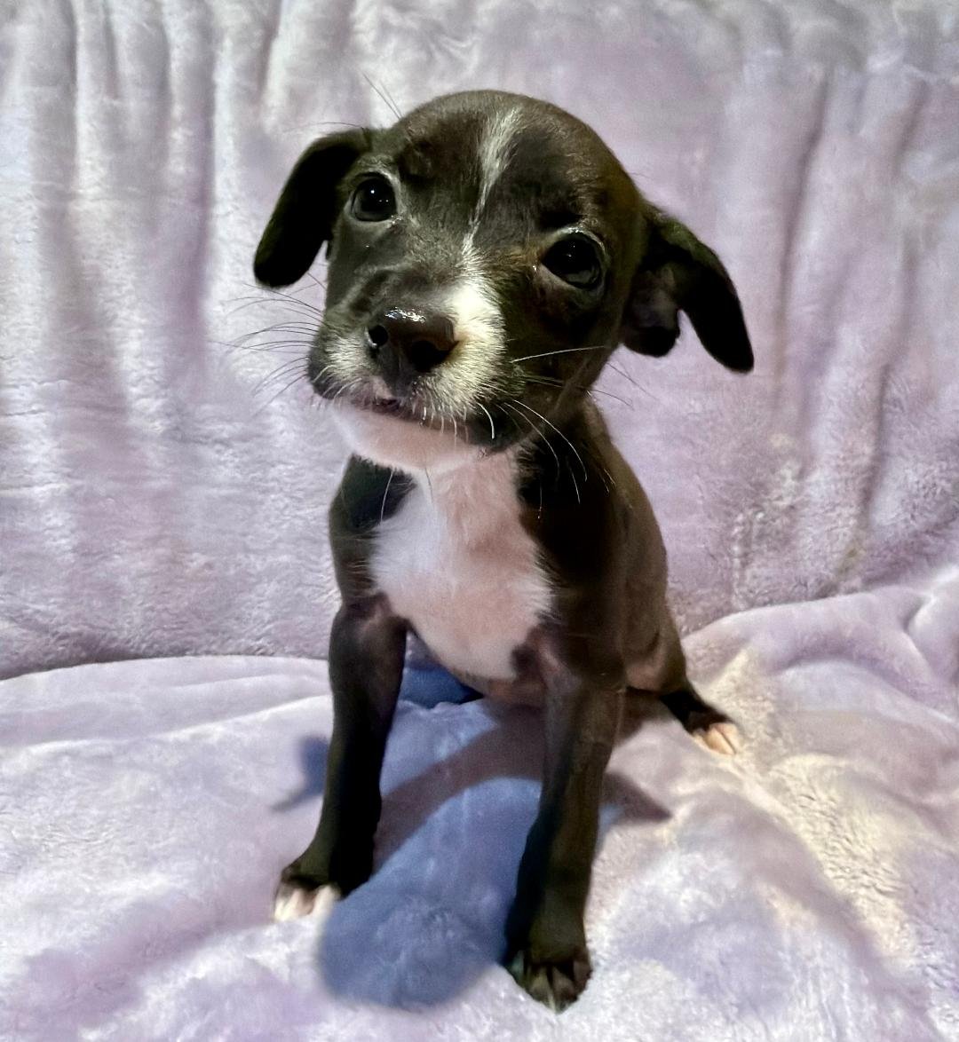 MALIBU - Terrier / Labrador Retriever available for adoption