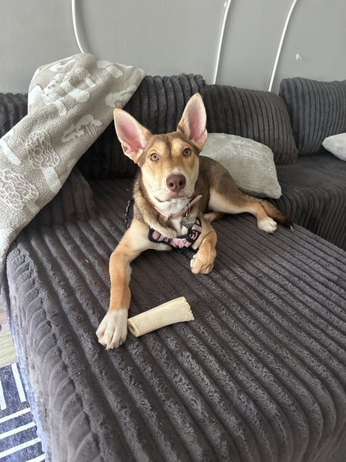 POPPIE - Husky available for adoption