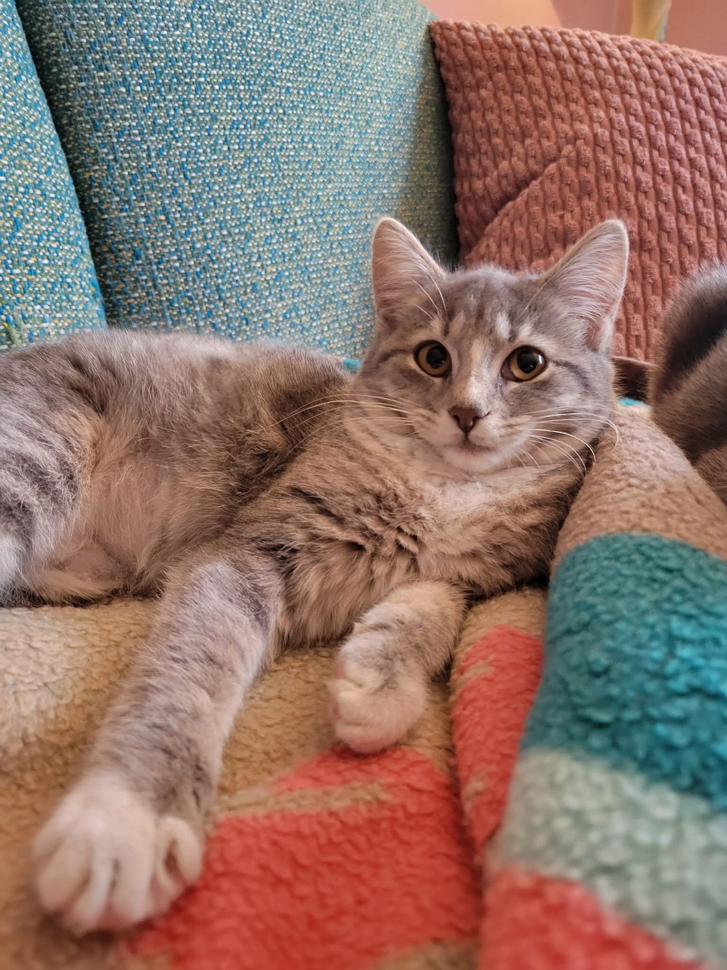 TOO CHUBZ - Domestic Short Hair available for adoption